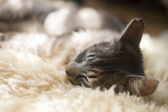 猫のお部屋は毎日の掃除と定期的な掃除で楽に快適になる 格安 不用品回収ならエコキャット 格安 不用品回収ならエコキャット