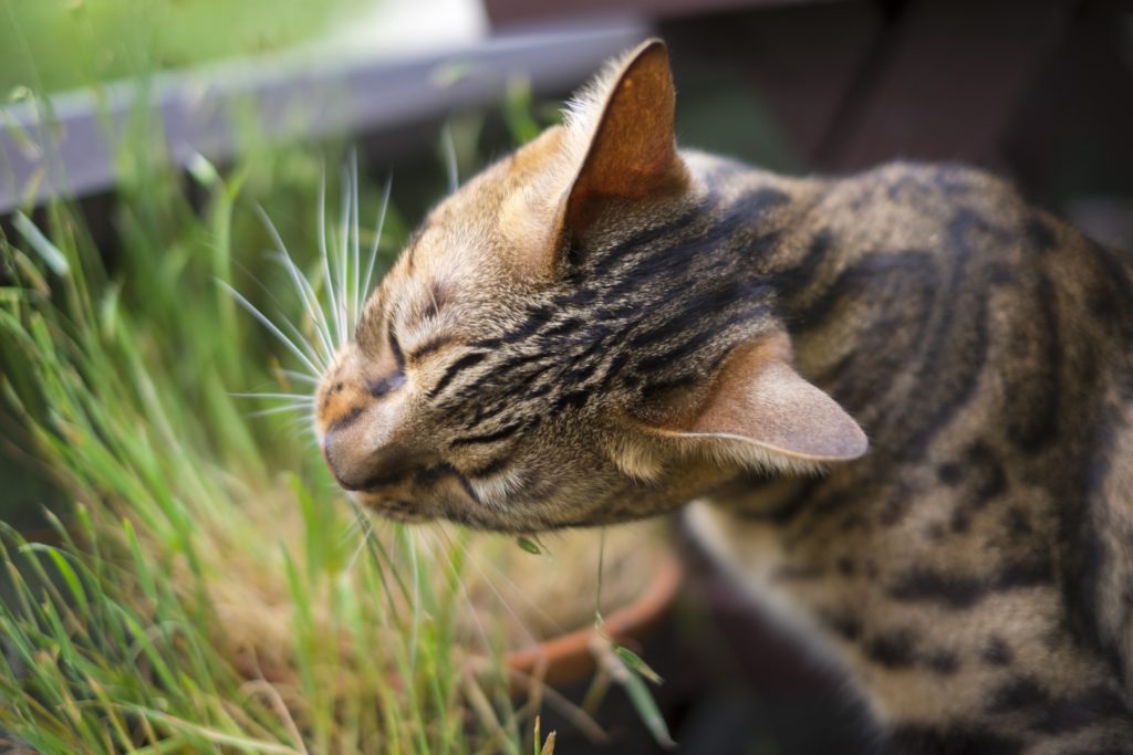 猫が毛玉を吐いてしまったときの対処法は？猫のケアやお掃除方法 