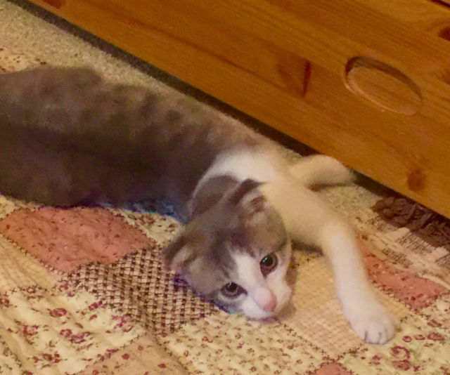 猫が散らかすのは理由があった!猫が散らかすときの対策とは - 【格安