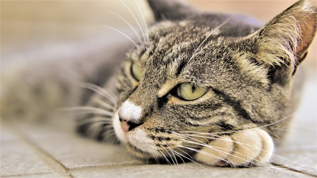 猫が散らかすのは理由があった 猫が散らかすときの対策とは 格安 不用品回収ならエコキャット 格安 不用品回収ならエコキャット