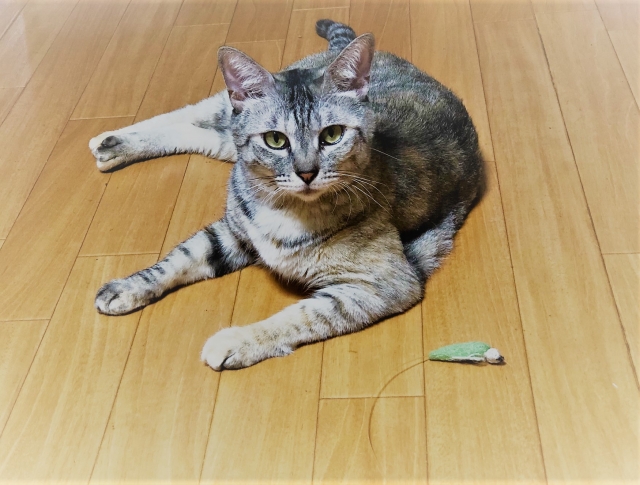 猫が散らかすのは理由があった 猫が散らかすときの対策とは 格安 不用品回収ならエコキャット 格安 不用品回収ならエコキャット