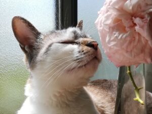 猫と快適に暮らすための消臭テクニック!においを消す方法と防ぎかた