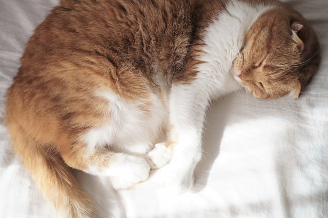 猫のお部屋の掃除を各段に楽にする方法と掃除方法とは？