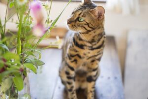 マンションで猫を飼いたいときの注意点や準備