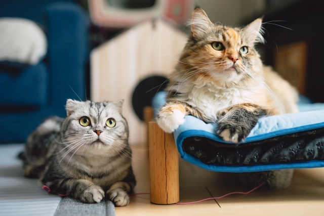 【ペットを飼っている場合】掃除・補修の具体例