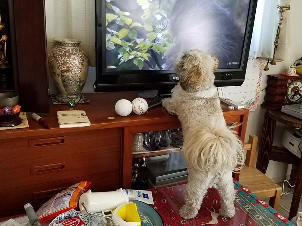 意外とじゃれちゃう！大型テレビ！