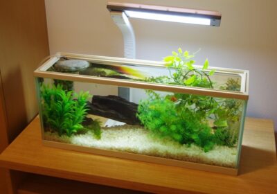 水槽の捨て方を7つ解説！砂利やソイルも簡単に捨てるおすすめ方法も紹介！