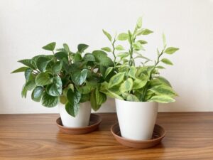観葉植物の捨て方を解説！植木鉢の詳しい捨て方や分別必須なものも紹介