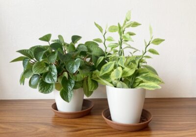 観葉植物の捨て方を解説！植木鉢の詳しい捨て方や分別必須なものも紹介