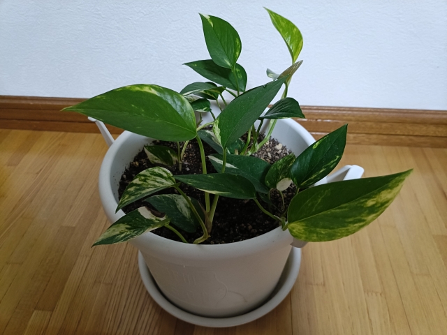 【捨てる前に！】観葉植物が本当に枯れたか確かめるポイントを解説